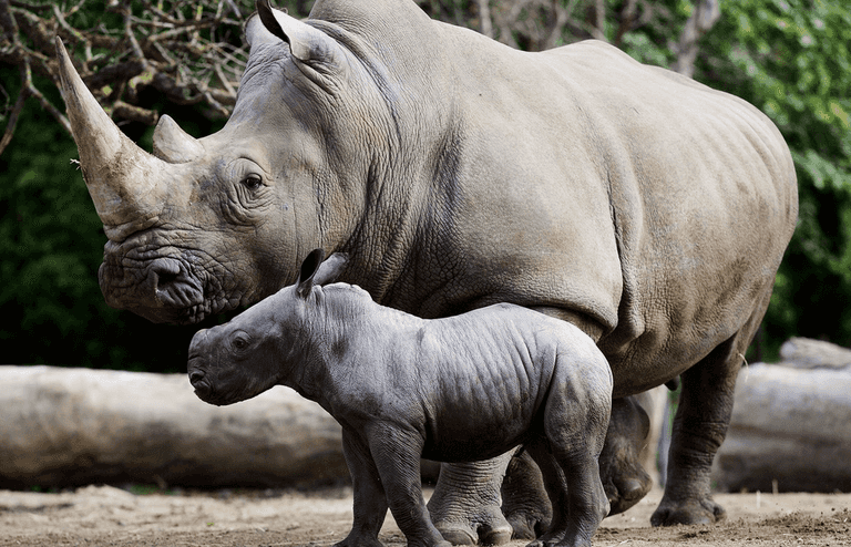 Concerns raised over animal welfare at Dublin Zoo following official inspection Concerns raised over animal welfare at Dublin Zoo following official inspection