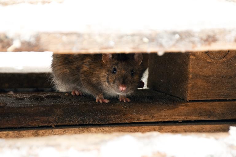 Neighbours see rats climbing curtains in abandoned Dublin house Neighbours see rats climbing curtains in abandoned Dublin house