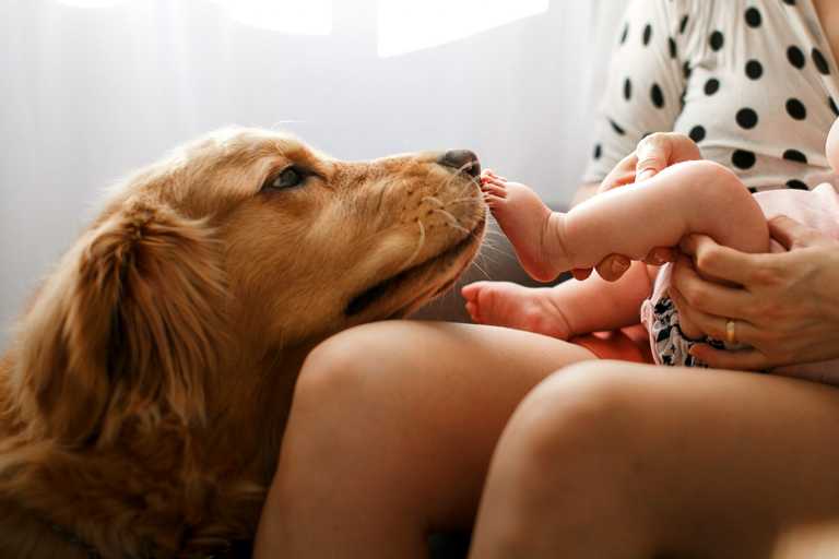 Mum seeks advice when husband brings dog into family home with newborn Mum seeks advice when husband brings dog into family home with newborn