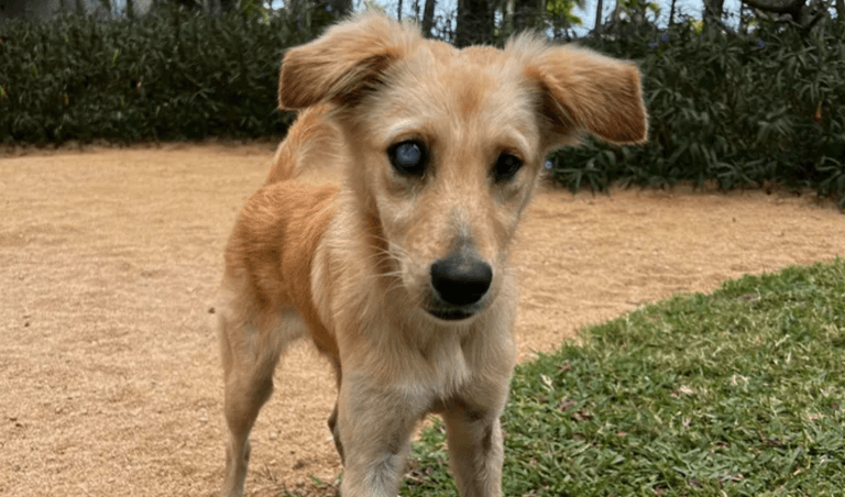 Family save ‘adorable’ blind stray puppy and fly him from Mauritius to UK Family save ‘adorable’ blind stray puppy and fly him from Mauritius to UK