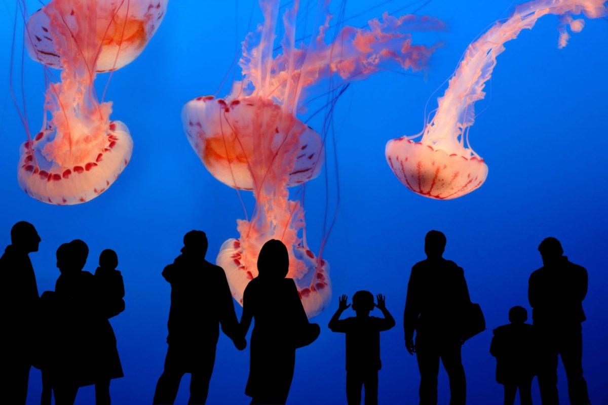 Are you a ‘Jellyfish parent’? The social media term explained