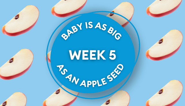 Your baby at 5 weeks: Week-by-week guide to pregnancy Your baby at 5 weeks: Week-by-week guide to pregnancy