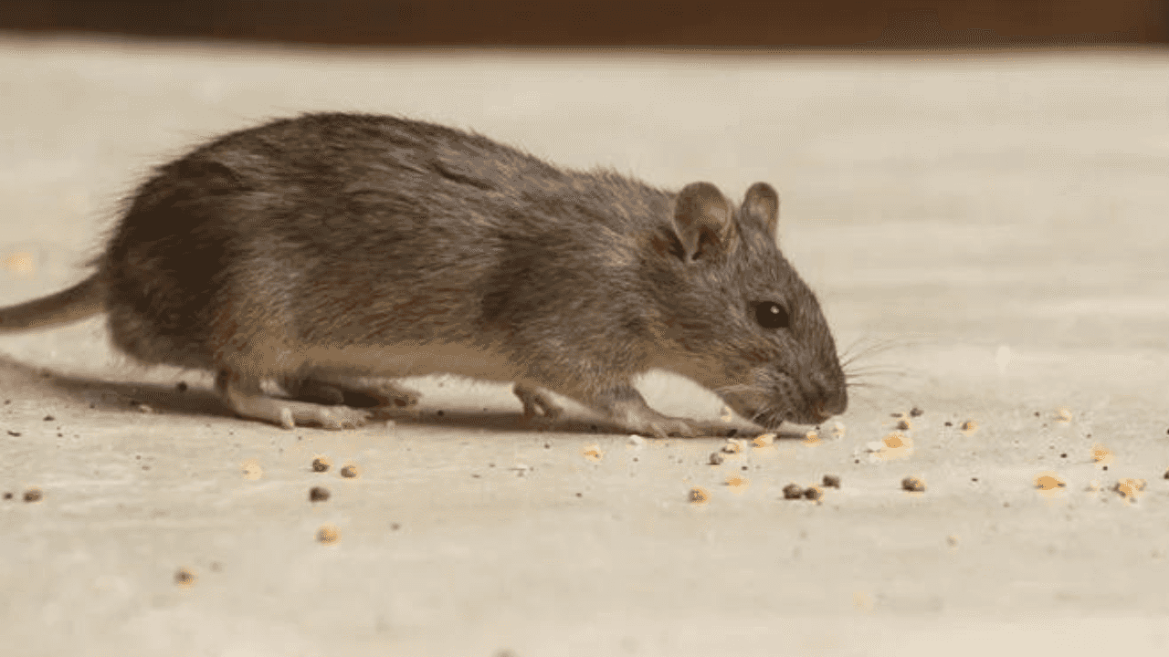 ‘Widespread rodent infestation’ discovered at Dublin creche