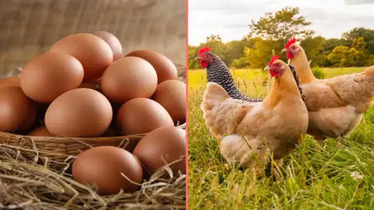 Scientists say they finally know what came first the chicken or the egg Scientists say they finally know what came first the chicken or the egg