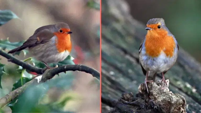 People urged to take action if they see robins in their garden this winter People urged to take action if they see robins in their garden this winter