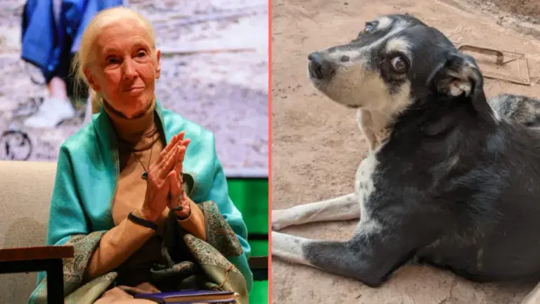 Three million dogs could be killed in Morocco ahead of FIFA World Cup Three million dogs could be killed in Morocco ahead of FIFA World Cup