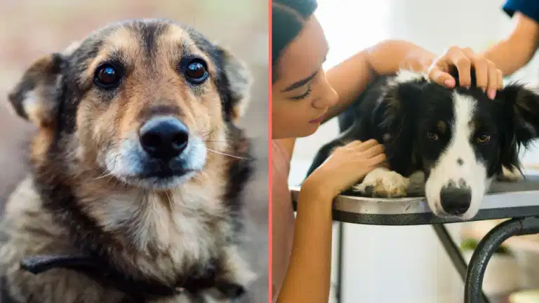 Urgent warning issued to dog walkers as number of pets ‘drop dead’ Urgent warning issued to dog walkers as number of pets ‘drop dead’