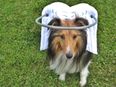 The genius ‘Halo’ invention giving blind dogs a new lease of life (*sniff)