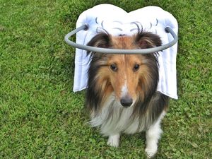 The genius ‘Halo’ invention giving blind dogs a new lease of life (*sniff)