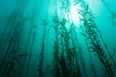 Get with the A-list craze for natural seaweed cosmetics
