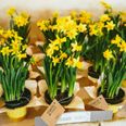 Support cancer services: Today is Daffodil Day