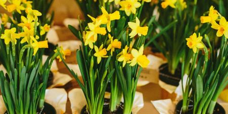 Support cancer services: Today is Daffodil Day