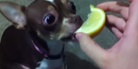 WATCH: Stuck for Giggles? Puppy licking a lemon is hilarious!