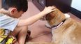 Pass the tissues: Saying goodbye to the family dog