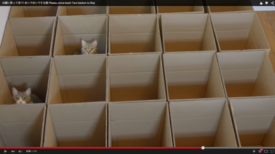 WATCH: This cat video has mesmerised the Internet