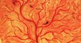 Life after birth: 9 curious customs involving the placenta