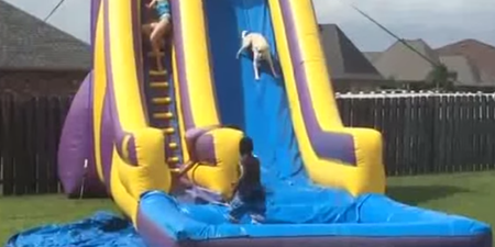 WATCH: Dog is WAY too excited to queue for the waterslide