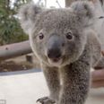 Pass the tissue – Watch adorable baby koala being weighed at San Diego Zoo