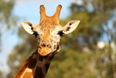 This Scottish zoo is offering single dads free entry for them and their children