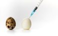 Fresh or Frozen: The difficult debate for IVF