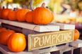 Three places to pick the perfect pumpkin this year