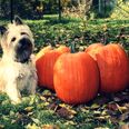 How To Keep Your Pets Safe This Hallowe’en