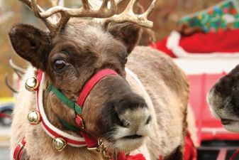 The Definitive Guide To 15 Of This Year’s BEST Santa Experiences