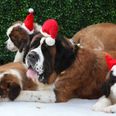 Christmas costumes for dogs are cute, but be warned that they’re not for every pet