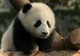 This viral puzzle is festive and fun (did you find the panda?)