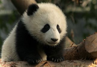 This viral puzzle is festive and fun (did you find the panda?)