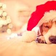 How get the most sleep possible ahead of Santa’s visit this Christmas Eve