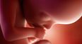 5 Facts About Placenta That You May Not Know