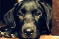 Watch: This Dog Loves Pie Face Almost As Much As The Kids