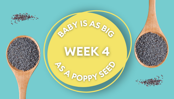 pregnancy week 4 poppy seed picture