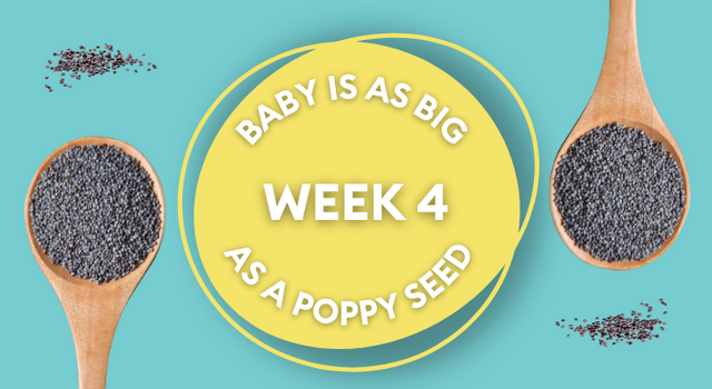 pregnancy week 4 poppy seed picture