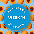 Your baby at 14 weeks pregnant: Week-by-week guide to development