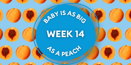 Your baby at 14 weeks pregnant: Week-by-week guide to development