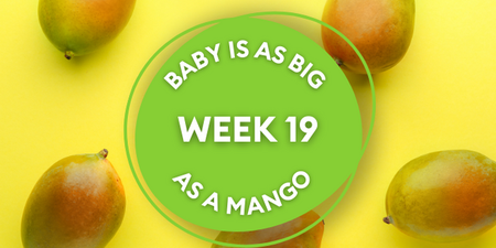 Your baby at 19 weeks pregnant: Week-by-week guide to development