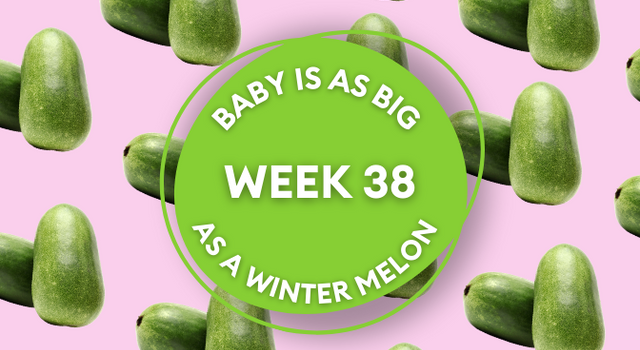 winter melon pregnancy image