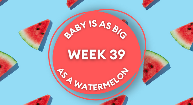 watermelon pregnancy image