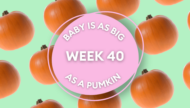 pumpkin pregnancy image