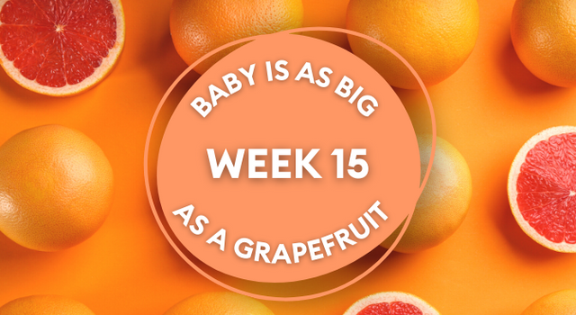 grapefruit week 15 pregnancy