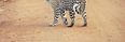 WATCH: Leopard Roams School Corridors