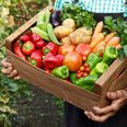 The 99c Vegetable That Could Cut Your Risk Of Cancer By 60%