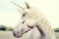 Yes, Kids: Unicorns ARE Real (Science Says So)