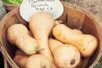 Buying and Storing Butternut Squash: A Quick Guide