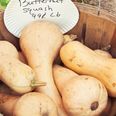 Buying and Storing Butternut Squash: A Quick Guide