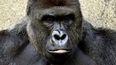 10 Times I Could Have Been the Gorilla Mum