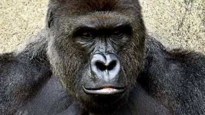 10 Times I Could Have Been the Gorilla Mum