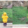 Lion Charges At Little Child in the Zoo – Glass Stops it In Its Tracks
